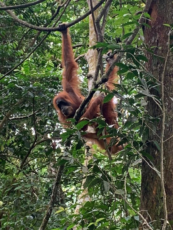 Aussie Inn Bukit Lawang Zewnętrze zdjęcie